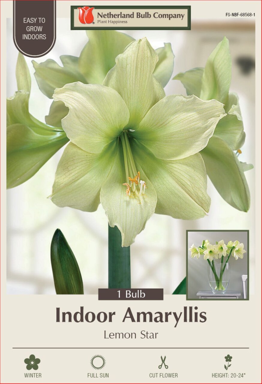Lemon Star Amaryllis - Lemon Yellow - 32/34 cm Bulb - Immediate Shipping